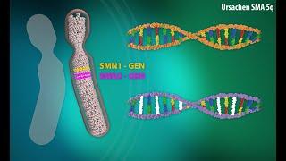 Erklärvideo Spinale Muskelatrophie (SMA)