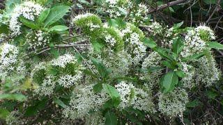 Pavetta indica Bride's bush