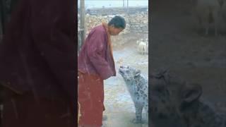 양 떼 습격한 눈표범,  티베트 불교 승려 만나자 #동물 #교감  #감정