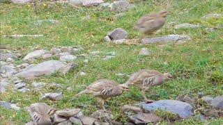 Чуҷаҳои Кабки Куҳи  Обхурдани омадан ба навор гирифтем Кабк Keklik که و Partridge Chukar