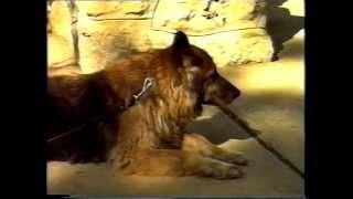 Kerusa Gabi 1992. - Legend of Belgrade Zoo