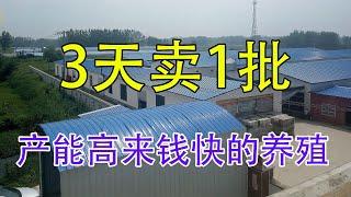 3天卖1批，1年卖120次，卖一次赚19200元，年入50万，看完心动吗【三农雷哥】