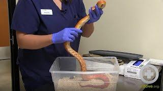 Preparing a Snake for a Physical Exam