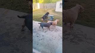 #hobobullies#like#comment#share#subscribe#dog#fypシ#viral#video#shorts