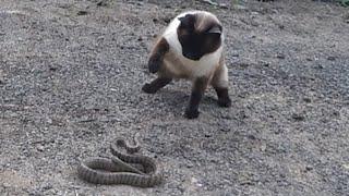 Siamese Cat Snake Fight || 샴 고양이와 뱀 싸움