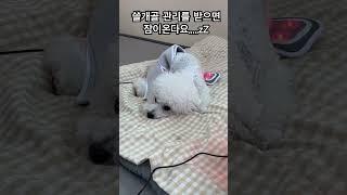 원생들을 진심으로 대해주는 충주요리조리유치원 #쓸개골관리 #강아지쓸개골 #강아지브이로그 #잠오는소리