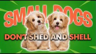 10 Small Dogs that don't shed and Smell