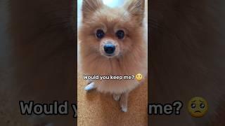 Would You Adopt This Dog?  #shorts #dog #pomeranian