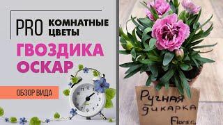 Гвоздика Оскар  - сортовая серия махровых гвоздичек |  Что сделать, чтобы гвоздика цвела дольше