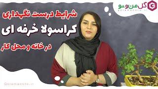 شرایط درست نگهداری از کراسولا خرفه ای |  چیکار کنیم بونسای بشه؟