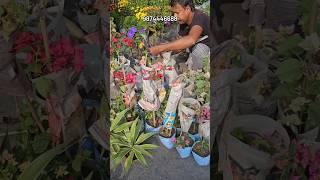 bougainvillea flowering plant online sale | wholesale bougainville flower plant sale | online sell