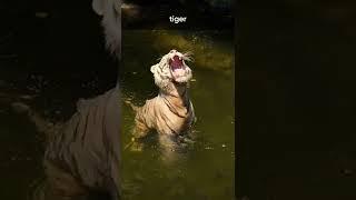 Deadliest Animal in the World | Interesting Facts | Embibe