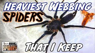 The Most Heavily Webbing Spiders I Keep