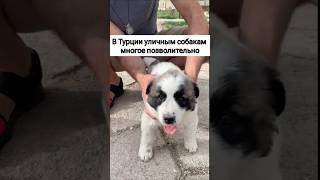 В Турции уличные собаки спокойно разгуливают по супермаркету #собаки #смешныесобаки #shorts #dogs