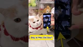 Dứa Hoang Mang: Mèo Giả Hay Mèo Thật?  #cat #pets thúcưng #vậtnuôi #chómèohàihước #funny