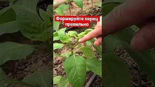 Формируй перец правильно  #агробизнес #агроном #рассада #перец #формирование #теплица #урожай