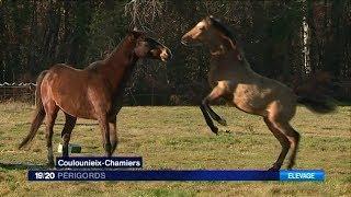 Les poneys Connemara de Coulounieix-Chamiers