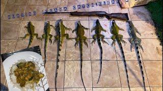 Hunting for Iguana in Trinidad Catch, Clean & Cook‼️ #trinidadandtobago #hunting #iguana