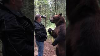 Медведь Том