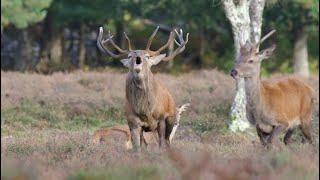 Red deer rut - Pure action