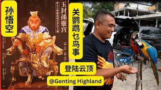 去云顶参观大圣爷庙，无意中发现有人在玩鹦鹉，    Genting Highland， Parrots