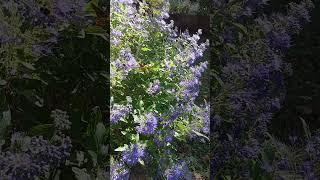 Blue Beard and the Bees. Caryopteris in the #Garden. #flowergarden