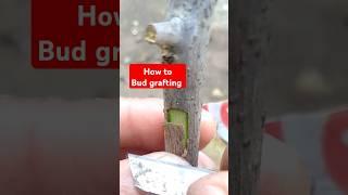 How to bud grafting #grafting #budgrafting #bougainvillea #gardening #howto #howtografting