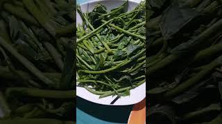 Eating potato leaves, boild rice and salted fish Bagoong in the Philippines 