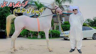 White Nukra Horse For Sale | Horse For Sale In Pakistan | Nawab Horse Stud Farm