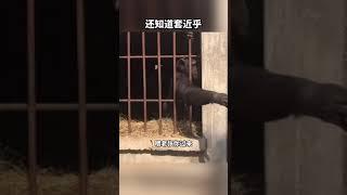 猩猩智商是真的高，简直没谁了。 搞笑视频 搞笑配音  搞笑