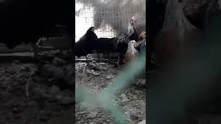 피닉스종으로 추정되는 닭