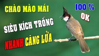 CHÀO MÀO MÁI KÍCH TRỐNG CĂNG LỬA  - CÁCH KÍCH LỬA CHÀO MÀO SỔ BỌNG HÓT CHÉ #chàomàohót