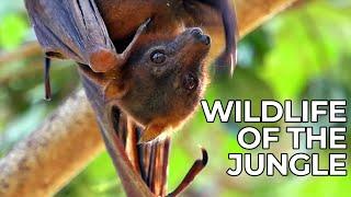 World of the Wild | Episode 6: The Jungles of Asia | Free Documentary Nature