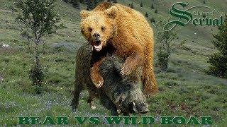 Bear vs Wild boar in Velebit - Croatia