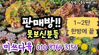 #미쓰다육#1~2탄 몰아보기#못보신분들 한방에끝#01087643156집안에서 힐링하세요#까라솔#레몬로즈#수연#먼로#핑크마녀#아르제#피스타치오#블루엘프