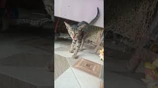 #catvideos #cat #manimyau#manjar#मांजर#म्याव म्याव#मनीम्याऊ