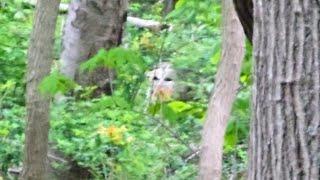 White Sasquatch #bigfoot #explore #nature #hiking #sasquatch #sighting #encounter #fy #fyp