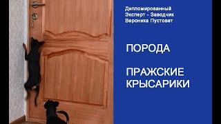 Пражский крысарик - умная собака #Shorts