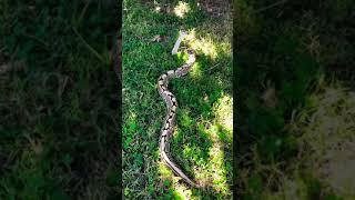 Wild Ball Python ( Snake Lover)