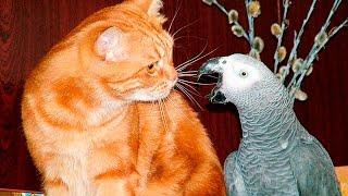 Смешные попугаи достают кошек - Parrot teasing the cat - Приколи попугаи и кошки