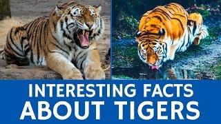 All about Tigers - Interesting Facts and Educational Animal Information for Schools