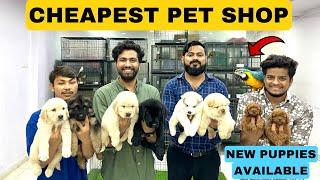 CHEAPEST DOGS & PET STORE IN HYDERABAD | TELUGU | PURE BREED PUPPIES SHOP