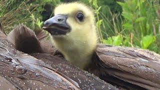 Baby Gosling Hiding In Mom Goose From Rain Close Up