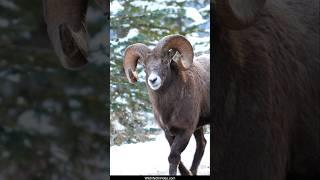 Largest Bighorn Rams in the World about to Rut