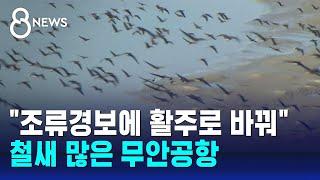 "조류경보에 활주로 바꿔"…철새 많은 무안공항 / SBS 특집 8뉴스