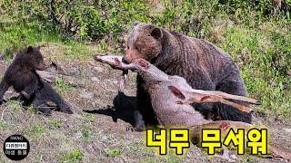 악마의 이빨! 곰이 무자비하게 먹이를 사냥하는 30가지 잔인한 순간 | 야생 동물 공격