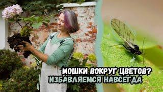 Мошки вокруг цветов? Избавляемся навсегда! / Мои советы борьбы с нежелательными вредителями