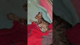 Как живётся бездомным животным среди людей