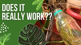 Monstera Deliciosa aerial roots into water results | Monstera Plant care | Grow Monstera Plant Fast