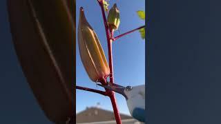 Quick Okra Harvest #BackyardGarden 